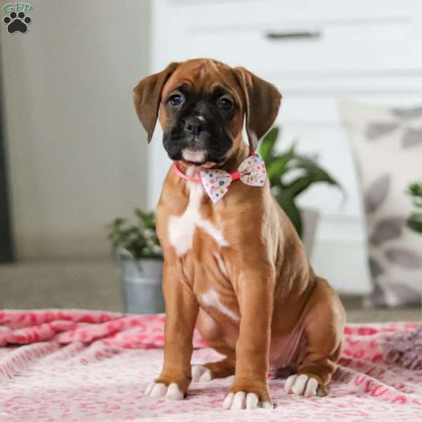 Oprah, Boxer Puppy