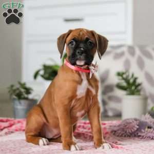 Oprah, Boxer Puppy