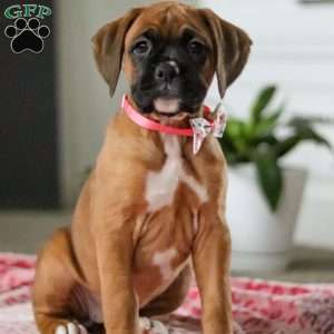 Oprah, Boxer Puppy