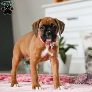 Oprah, Boxer Puppy