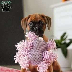 Oprah, Boxer Puppy