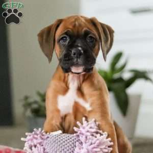 Oprah, Boxer Puppy