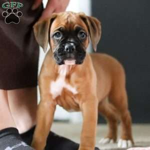 Oprah, Boxer Puppy