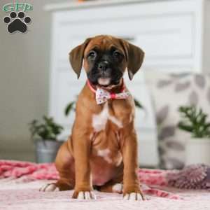 Oprah, Boxer Puppy