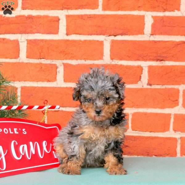 Oreo, Miniature Poodle Puppy