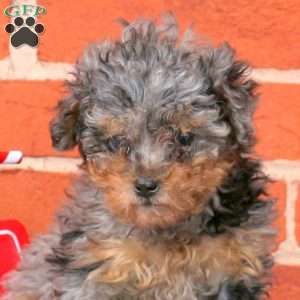 Oreo, Miniature Poodle Puppy