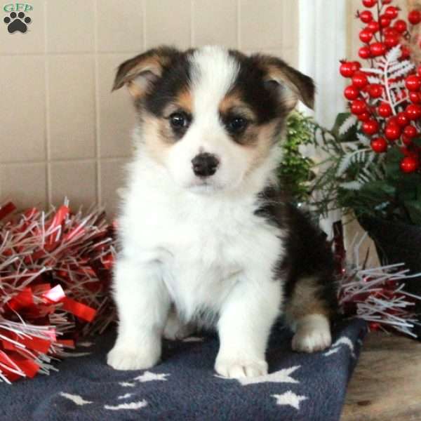 Oreo, Pembroke Welsh Corgi Puppy