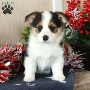 Oreo, Pembroke Welsh Corgi Puppy