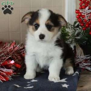 Oreo, Pembroke Welsh Corgi Puppy