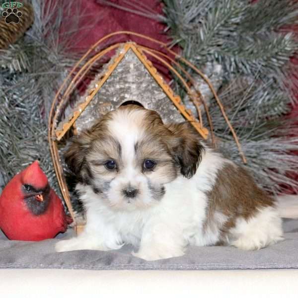 Orissa, Shih Tzu Puppy