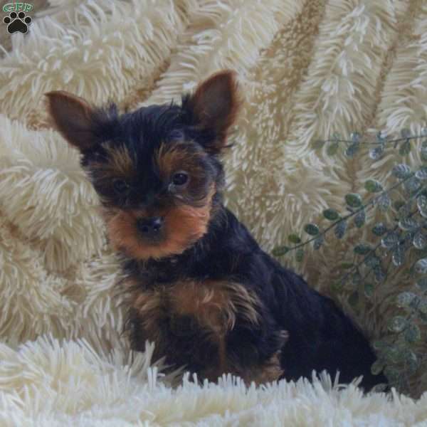 Oscar, Yorkie Puppy