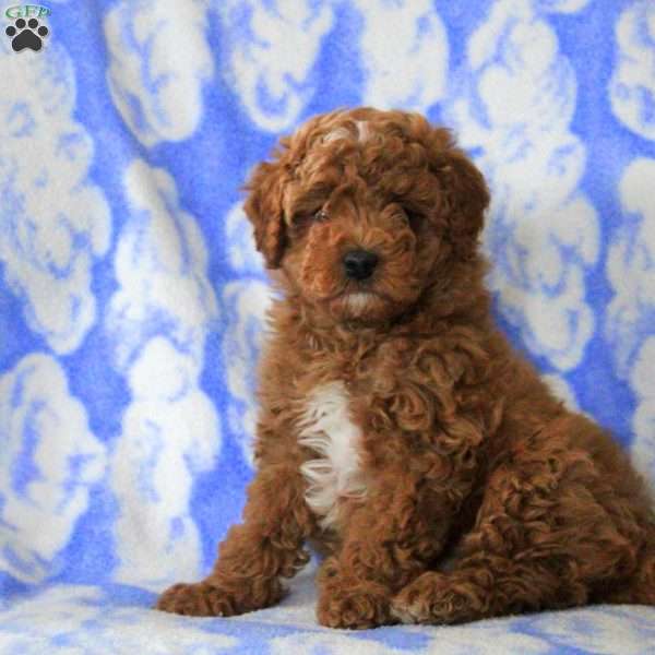 Oscar, Cavapoo Puppy