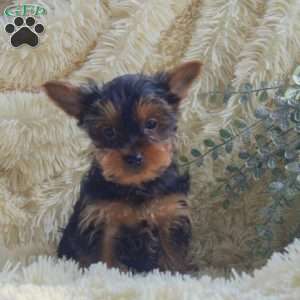 Oscar, Yorkie Puppy