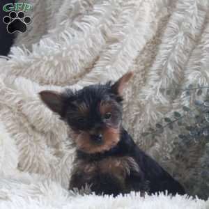 Oscar, Yorkie Puppy