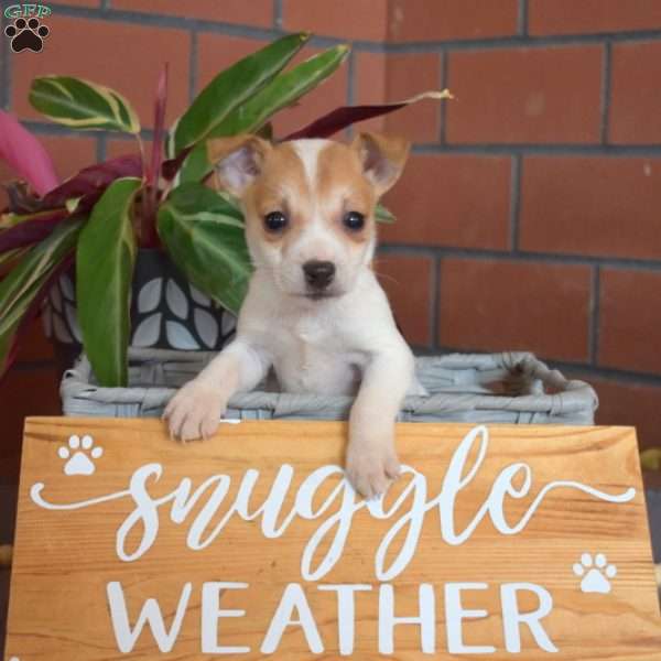 Otis, Jack Russell Terrier Puppy