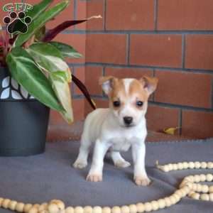 Otis, Jack Russell Terrier Puppy