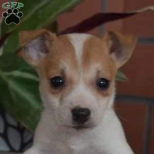 Otis, Jack Russell Terrier Puppy