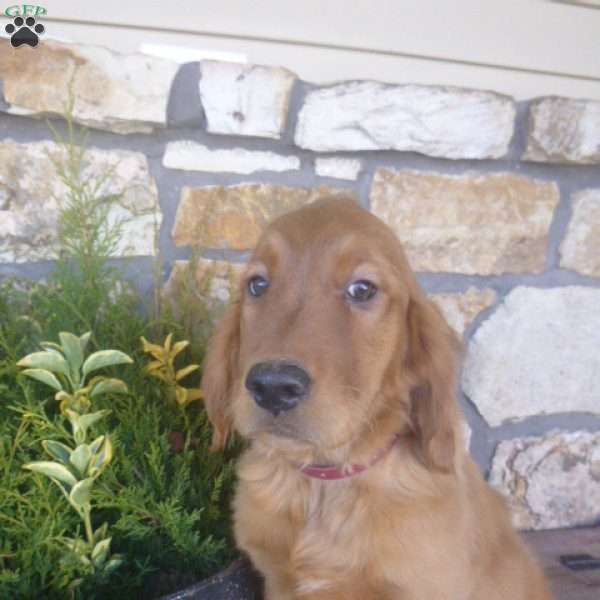 Skipper, Golden Irish Puppy