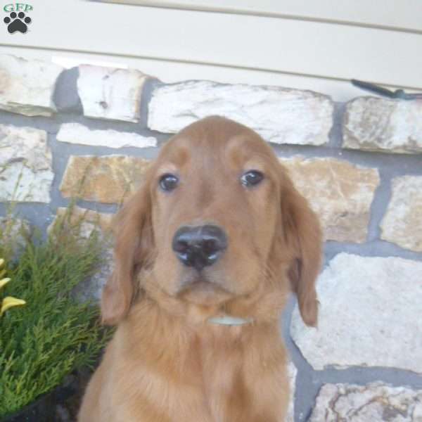 Storm, Golden Irish Puppy