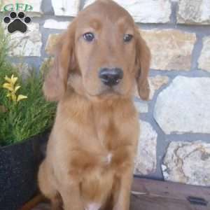 Storm, Golden Irish Puppy