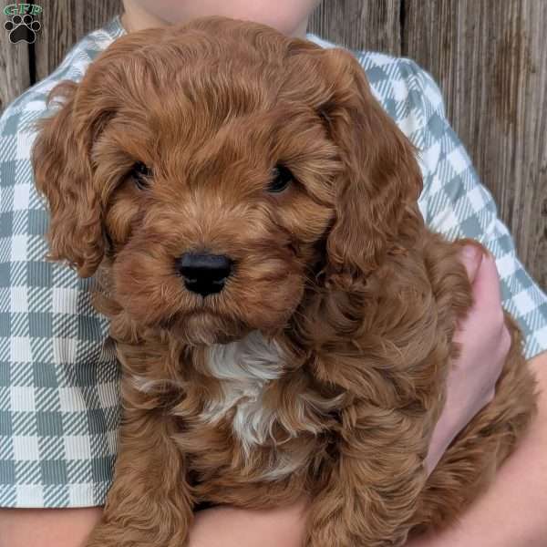 Parker, Cavapoo Puppy