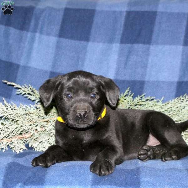 Paige, Black Labrador Retriever Puppy