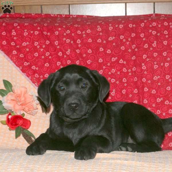 Paige, Black Labrador Retriever Puppy