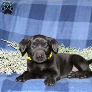 Paige, Black Labrador Retriever Puppy