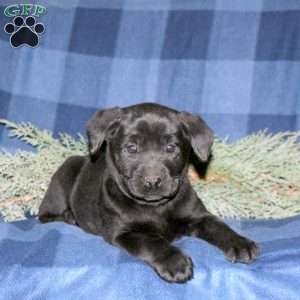 Paige, Black Labrador Retriever Puppy