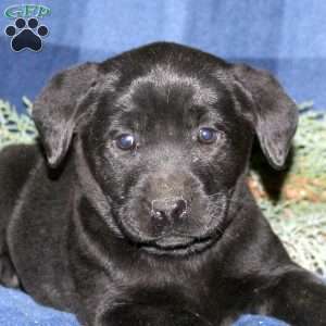 Paige, Black Labrador Retriever Puppy