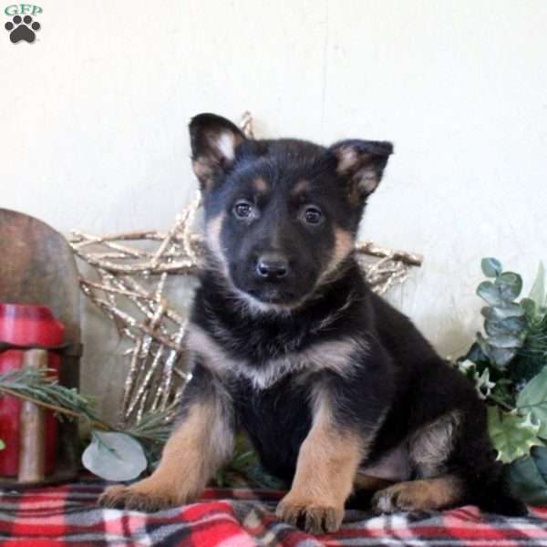 Paige, German Shepherd Puppy