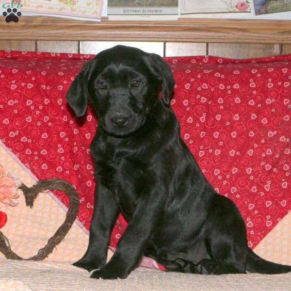 Paisley, Black Labrador Retriever Puppy