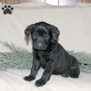 Paisley, Black Labrador Retriever Puppy