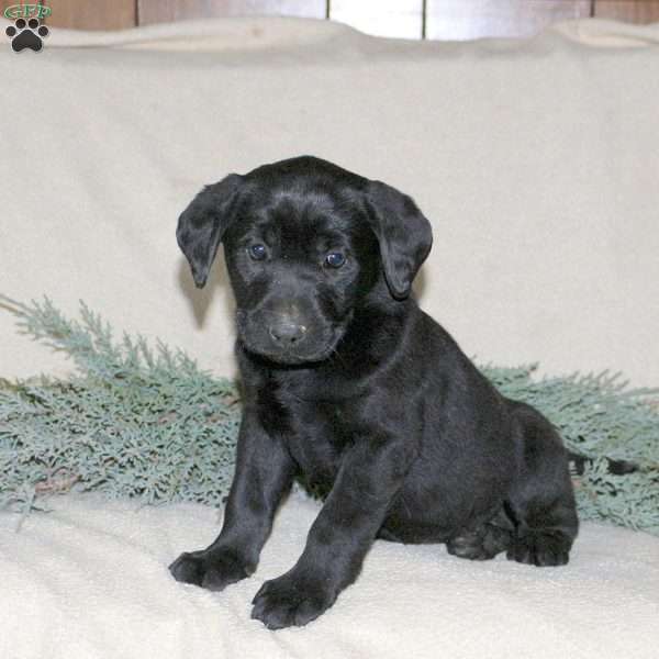 Paisley, Black Labrador Retriever Puppy