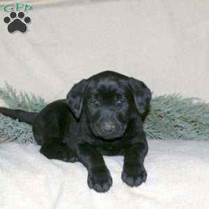 Paisley, Black Labrador Retriever Puppy