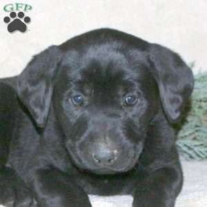 Paisley, Black Labrador Retriever Puppy