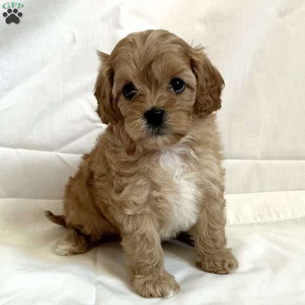 Pal, Cavapoo Puppy