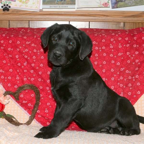 Palmer, Black Labrador Retriever Puppy