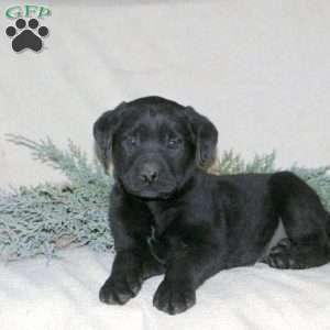 Palmer, Black Labrador Retriever Puppy