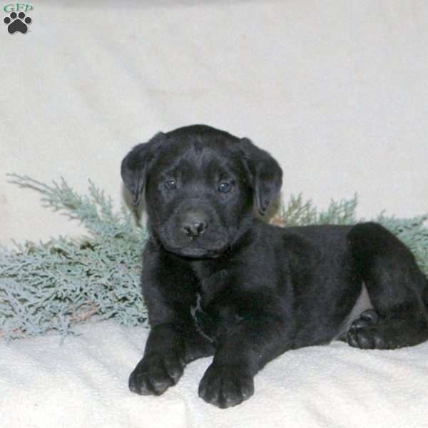 Palmer, Black Labrador Retriever Puppy