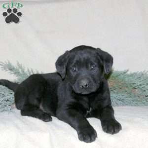 Palmer, Black Labrador Retriever Puppy