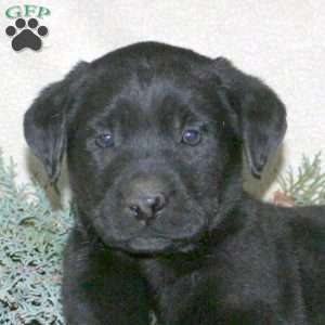 Palmer, Black Labrador Retriever Puppy