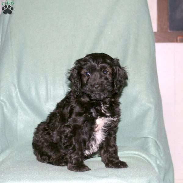 Panda, Cavapoo Puppy