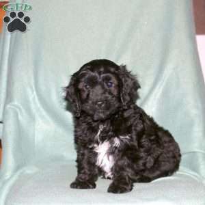 Panda, Cavapoo Puppy