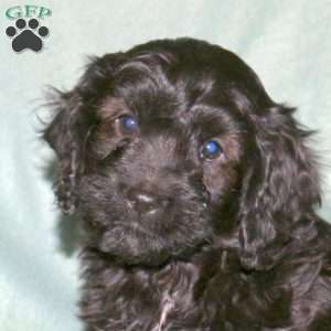 Panda, Cavapoo Puppy