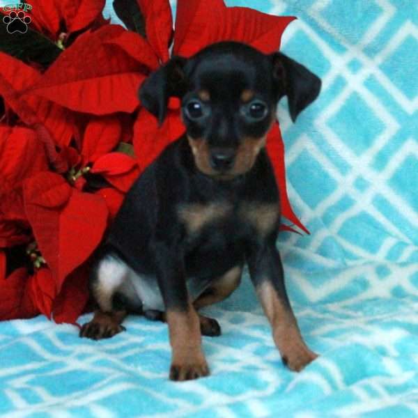 Pansy, Miniature Pinscher Puppy