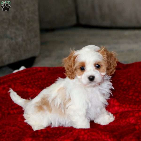 Pansy, Cavapoo Puppy