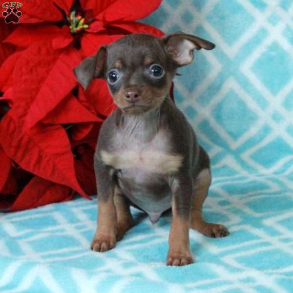 Parker, Miniature Pinscher Puppy