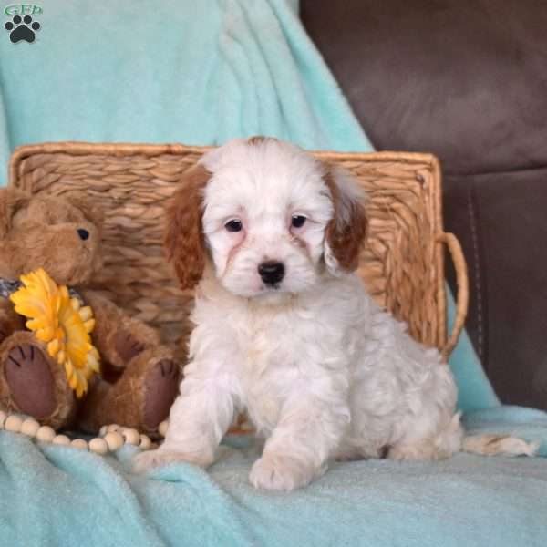 Parker, Cavapoo Puppy