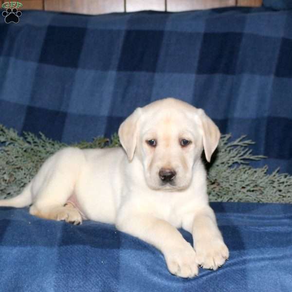 Parker, Yellow Labrador Retriever Puppy